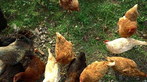 喂自由放养鸡和公鸡在草地上-4K高角度的观点