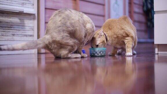 两只猫在家里的碗里吃猫食