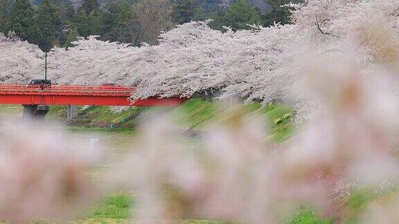 樱花在日本樱花角馆