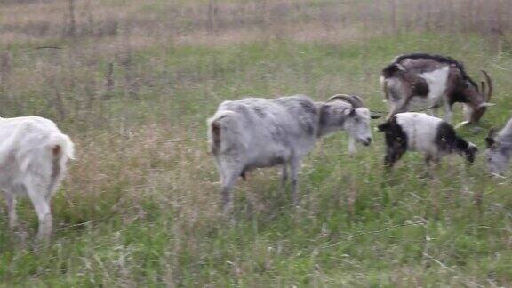 一群大角山羊在春天的绿色草地上吃草