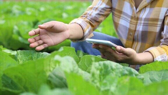 农民利用技术检测有机蔬菜的质量