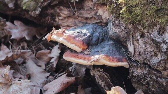 灵芝蘑菇