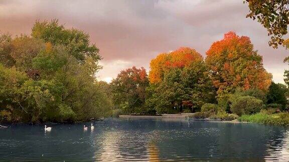 展望公园秋天的池塘与天鹅