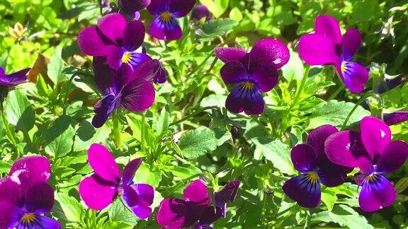 天然的花背景与紫色紫罗兰