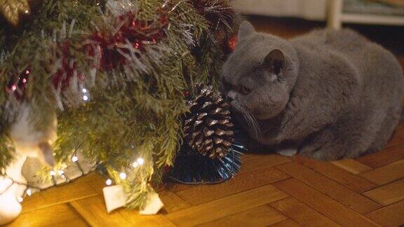 可爱的英国短毛猫在圣诞树旁