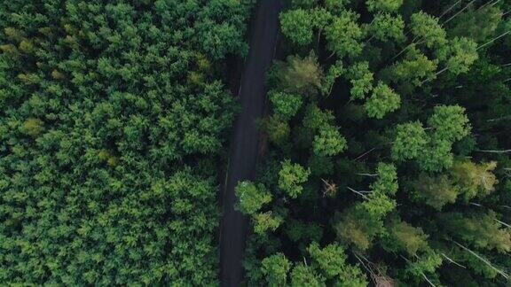 在林间道路上行驶的白色小车航拍