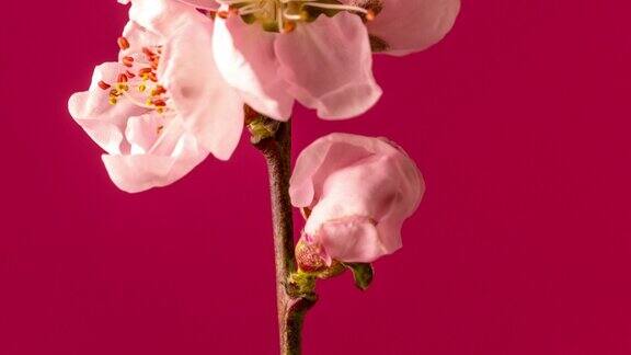 桃花旋转和盛开在红色背景的水平格式延时4k视频桃树在春天开花的视频