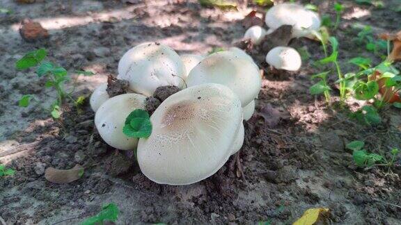 森林中的生蘑菇