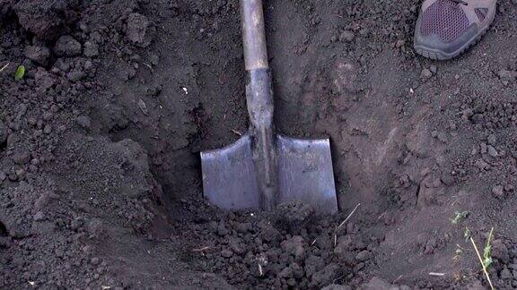 一个农夫在花园里挖了一个洞来种一棵树