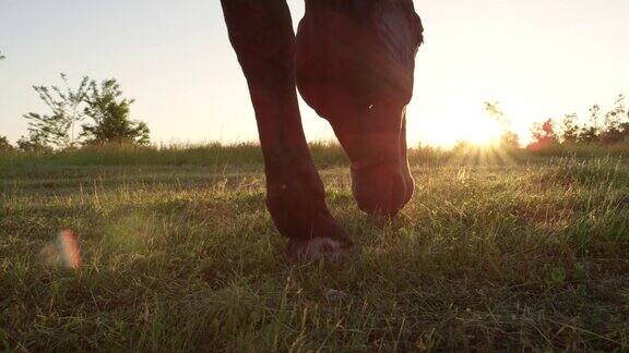 慢镜头:美丽的黑骏马在阳光灿烂的草地上放牧