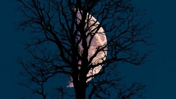 月亮在树后冉冉升起