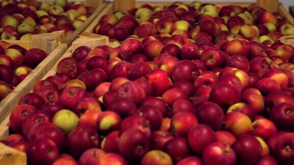 木箱里的苹果准备运输冷藏室内大型苹果配送仓库广告视频果汁苹果酒醋的生产食品工厂水果产业