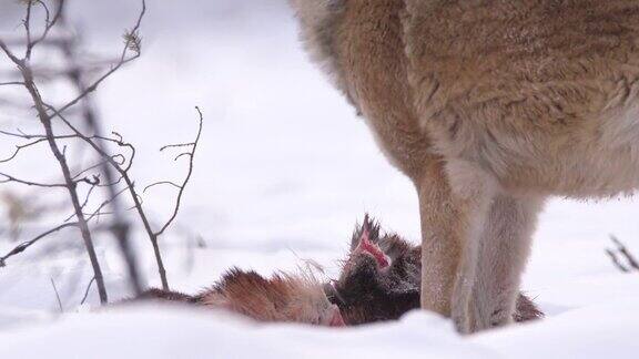 白俄罗斯冬季的森林中一只狼正在捕食死去的