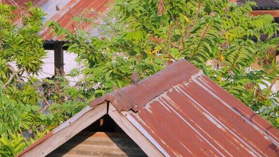 红领鸽子和欧亚树麻雀栖息在谷仓屋顶上