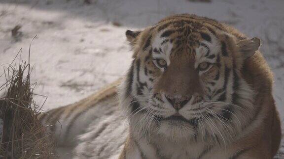 老虎在雪地上4K慢动作