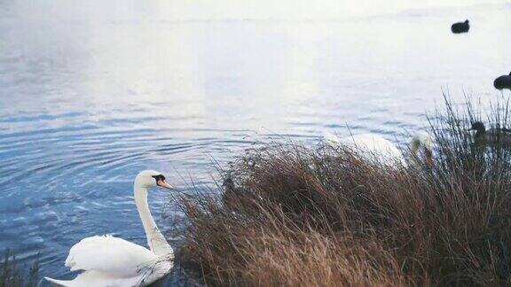 天鹅和鸭子在池塘里游泳