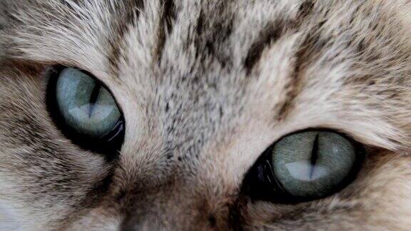 有蓝色或绿色大眼睛的猫近距离看相机英国黄金猫
