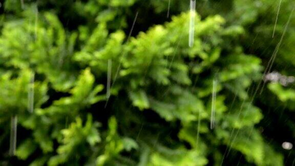 大雨伴着树木在风中摇曳