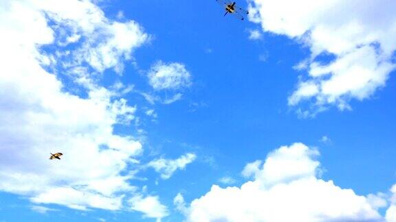 慢镜头美丽的蜻蜓飞在蓝天的背景