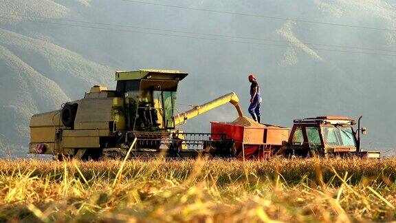 收获的玉米、水稻正被转移到拖拉机上索尼4K拍摄