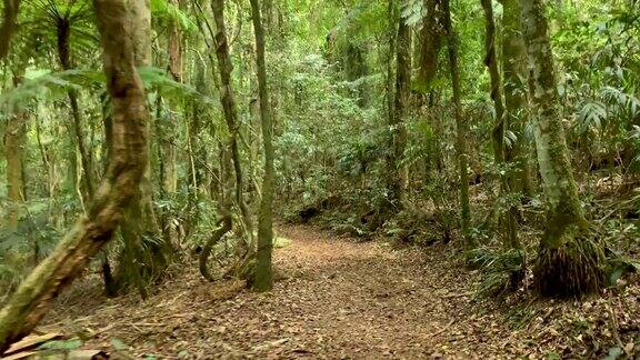 在澳大利亚热带雨林徒步旅行
