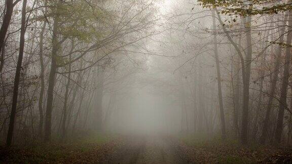 8K镜头的道路通过一个雾蒙蒙的森林