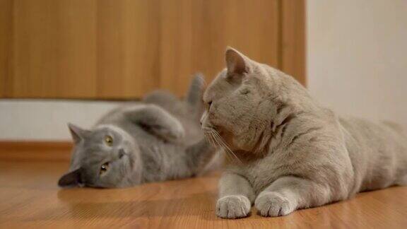 两只纯种英国灰猫躺在地板上看着家里的动静4K