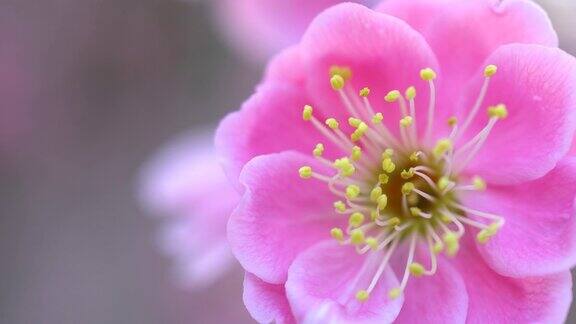 美丽的粉红梅花