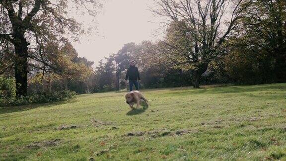 一个年轻人正在伦敦埃平森林的树林里散步带着他的拉布拉多狗徒步旅行