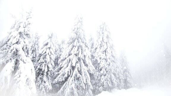 冬季仙境雪冷杉树