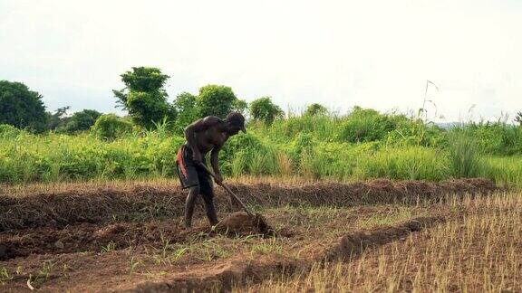 马拉维非洲农村农民的肖像