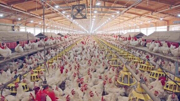 拥有成千上万只母鸡和公鸡的大型养鸡场