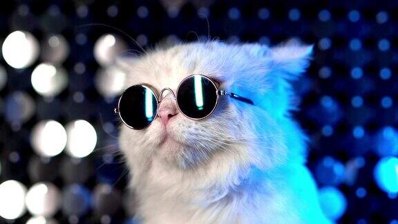 迪斯科毛茸茸的猫在时尚眼镜的肖像在工作室的霓虹灯闪着光的墙豪华的家猫在眼镜摆姿势在银蓝色的背景