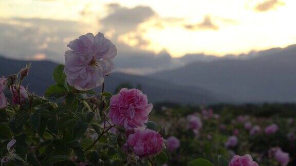 保加利亚粉玫瑰特写在一个花园