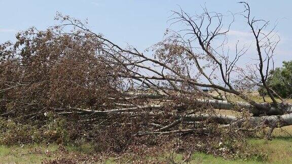 暴风雨后折断的树