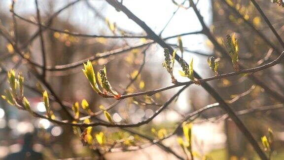 杨树的叶子在春天开花近距离观察枝叶