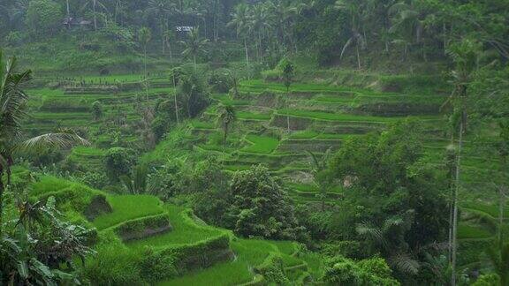 稻田稻田边热带雨越南萨帕的梯田上的雨水农业和粮食工业农业