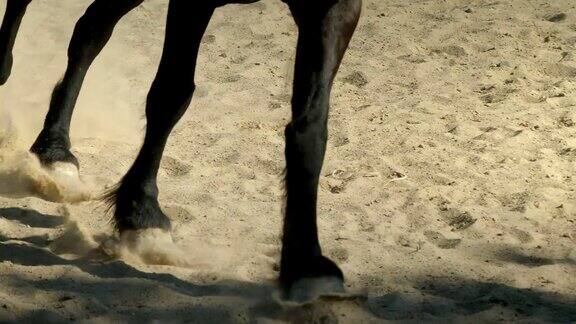疾驰的马缓慢移动腿和蹄接近