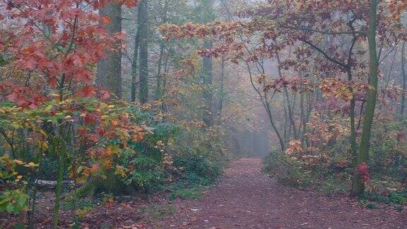 路在秋天的森林里