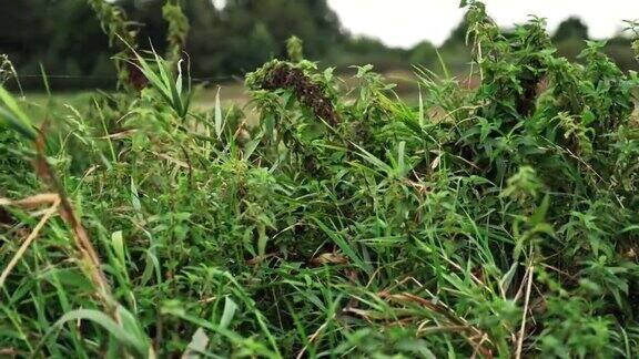 草地与野生绿薄荷和荨麻草药用于自然替代顺势疗法药物