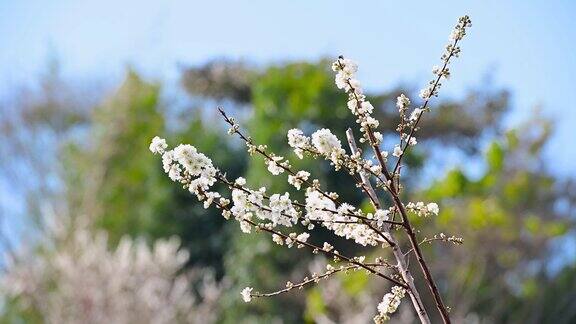 白色的梅花一簇簇地堆在树枝上随风摇曳