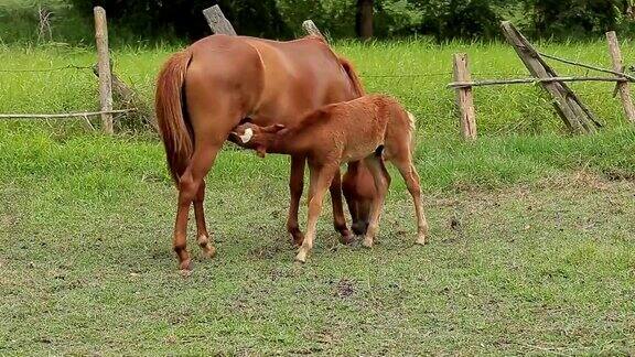 泰国牧场上吃母马奶的小马驹