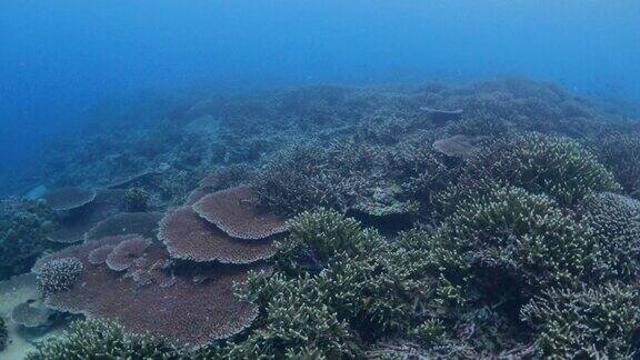 水下到处都是鹿角珊瑚和桌珊瑚(4K)