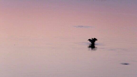 鸟在夕阳下游泳鱼从湖里跳了出来