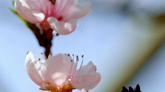 水滴墨桃花滴