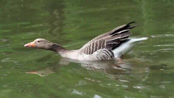 跳入水中(一声一声)灰鹅漂浮在水面上鸟在水里