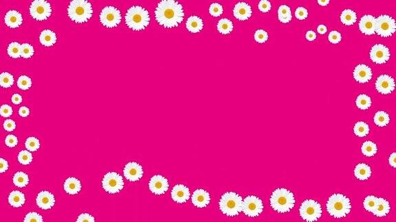 从白色的雏菊花在粉红色的背景极简的展示形式文字企业形象支持名称标志字母花店现代设计