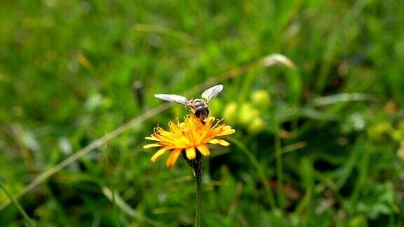 蜜蜂从高山绉花收集花蜜
