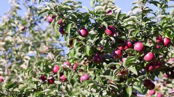 红苹果树和秋天果园里的苹果采摘