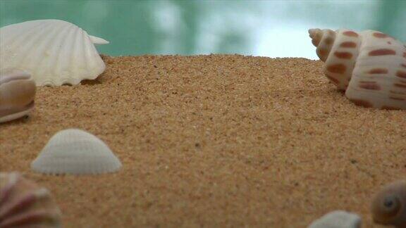 海滩背景:贝壳框架沙